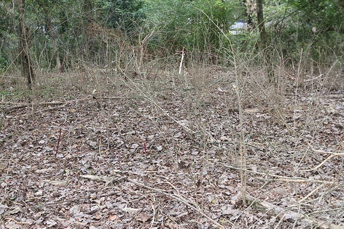 This shows the same area of the previous photo a week after the goats had eaten the invasive species. Photo By Michael Alexander