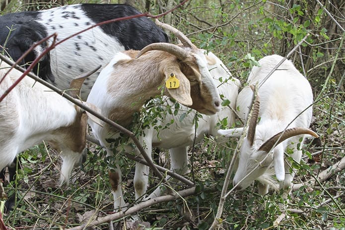 Marist School, Atlanta, leased goats from Get Your Goat Rentals to eat invasive species (plants that are not native to the environment) like Chinese privet, English ivy and kudzu along the banks of Nancy Creek on its campus. Bringing the goats to the school was a project of the environmental science class. The goats arrived on Oct. 16 and completed their work Oct. 23. Photo By Michael Alexander