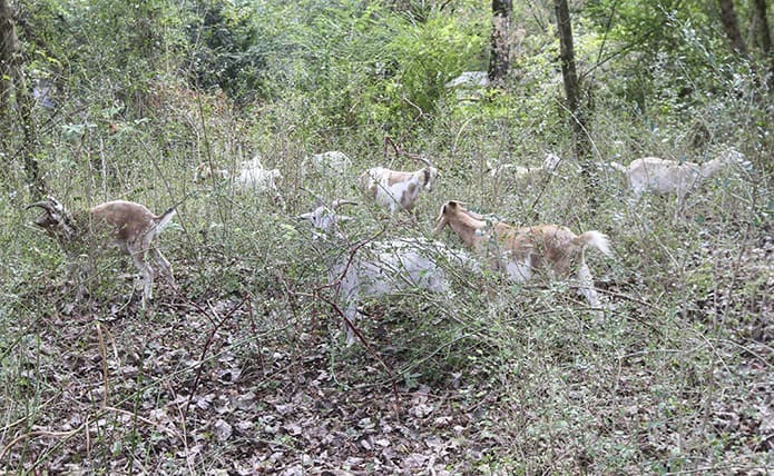 Some of the goats worked collectively, while others worked in pairs or individually during the afternoon of Oct. 17, their second day on the campus. Photo By Michael Alexander