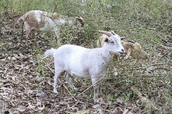 These are three of the 30 goats that worked very diligently on the Marist School campus for the purpose of eating away invasive species (plants that are not native to the environment). Photo By Michael Alexander