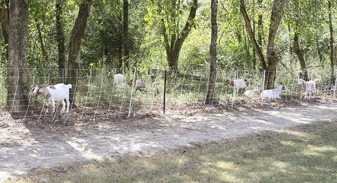The area or land starting at the banks of the creek and extending 50 feet on either side, known as the riparian zones, is where the goats focused their attention. Photo By Michael Alexander