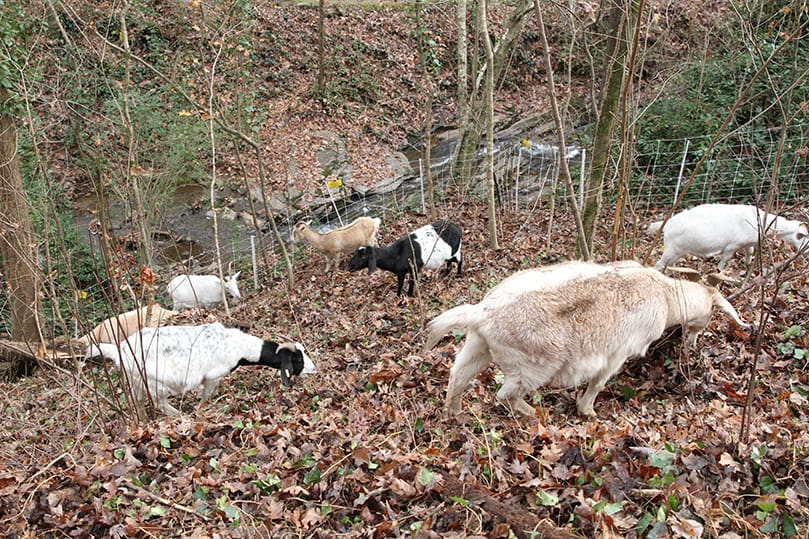 Just below the original home of Suzanne Spalding Schroder and across from the waterfall and the Risen Christ statue, goats from Get Your Goat Rentals eat invasive species (plants that are not native to the environment) like English Ivy, wisteria, privet, elaeagnus and kudzu. Photo By Michael Alexander