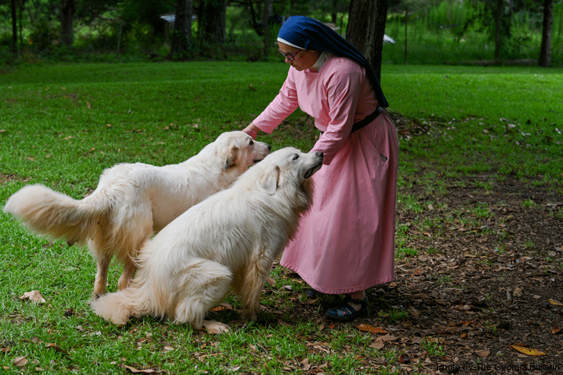 Sister Irina pets her two Great Pyrenees dogs, Siena and Carlo, who work with her to guard the chickens from predators. She cares for more than 100 chickens on her property and a dozen roosters. She sells the eggs to visitors to support herself as a consecrated hermit. Photo by Julianna Leopold  
