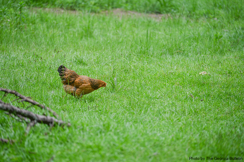 One of Sister Irina's 100 free-range chickens enjoys the lush grass on a sunny day.  Sister Irina tends to several coops on her own and sells the eggs to visitors to support herself. Photo by Julianna Leopold 