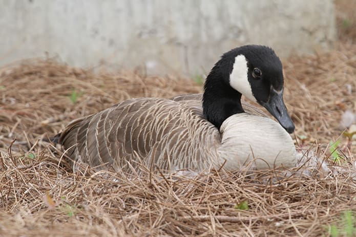 Waiting to give birth, the goose sits on her nest in the Archdiocese of Atlanta Chancery parking lot. Photo By Michael Alexander