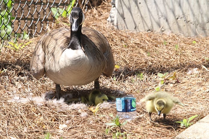 The goose is the proud mother of four goslings. Photo By Michael Alexander