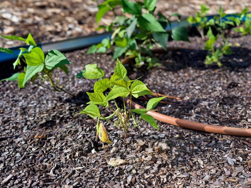 Green beans grow in one of the garden beds at Peachtree Farms. Photo by Johnathon Kelso