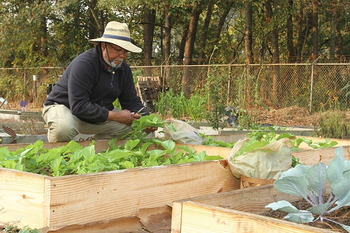 Columbus Brown, a master gardener and parishioner at Corpus Christi Church, Stone Mountain, removes some mustard greens from the Stone Mountain Community Garden destined for the Stone Mountain Cooperative Ecumenical Ministry food pantry, along with other vegetables and herbs. Photo By Michael Alexander