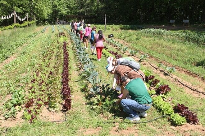 Toni’s Camp participants get to see and taste some of the vegetables in the garden, like broccoli and Red Russian kale. Photo By Michael Alexander