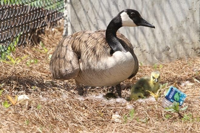 The first parking lot birth took place at the Archdiocese of Atlanta’s Chancery this month. Photo By Michael Alexander