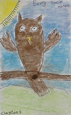 Owl in chalk pastels by Clayton Scott, second-grader at St. Joseph School in Athens, won second place in his grade level in a wildlife art competition sponsored by the Georgia Department of Natural Resources.